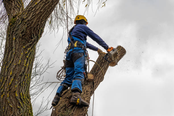 Best Hazardous Tree Removal  in USA